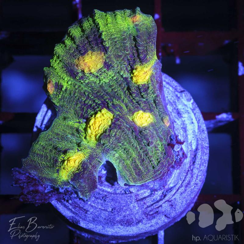 Chalice Raja Ampat Black Original